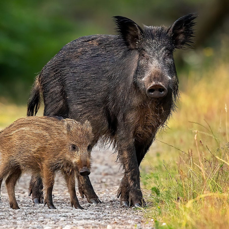 Wild Boar Course (DMQ Award)