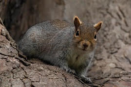 Grey Squirrel Control Course (LANTRA Award)