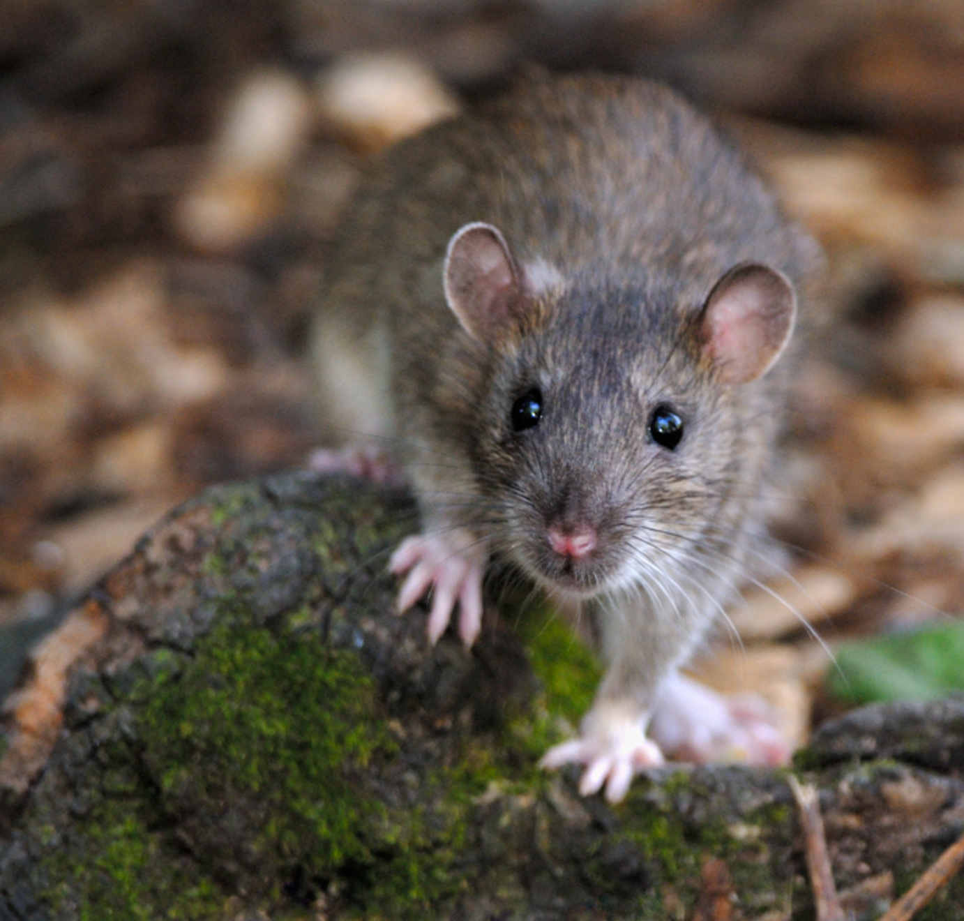 Rodent Control Course